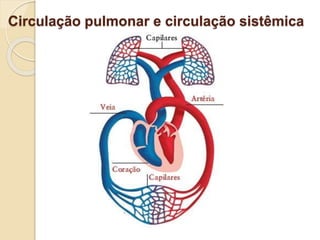 Circulação pulmonar e circulação sistêmica
 