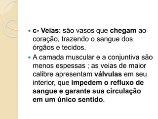  c- Veias: são vasos que chegam ao
coração, trazendo o sangue dos
órgãos e tecidos.
 A camada muscular e a conjuntiva são
menos espessas ; as veias de maior
calibre apresentam válvulas em seu
interior, que impedem o refluxo de
sangue e garante sua circulação
em um único sentido.
 