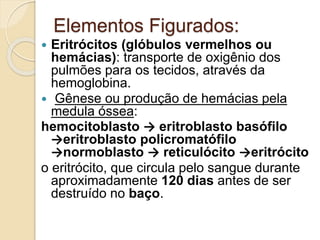 Elementos Figurados:
 Eritrócitos (glóbulos vermelhos ou
hemácias): transporte de oxigênio dos
pulmões para os tecidos, através da
hemoglobina.
 Gênese ou produção de hemácias pela
medula óssea:
hemocitoblasto → eritroblasto basófilo
→eritroblasto policromatófilo
→normoblasto → reticulócito →eritrócito
o eritrócito, que circula pelo sangue durante
aproximadamente 120 dias antes de ser
destruído no baço.
 