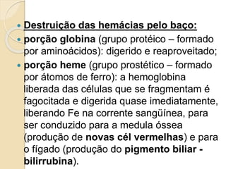  Destruição das hemácias pelo baço:
 porção globina (grupo protéico – formado
por aminoácidos): digerido e reaproveitado;
 porção heme (grupo prostético – formado
por átomos de ferro): a hemoglobina
liberada das células que se fragmentam é
fagocitada e digerida quase imediatamente,
liberando Fe na corrente sangüínea, para
ser conduzido para a medula óssea
(produção de novas cél vermelhas) e para
o fígado (produção do pigmento biliar -
bilirrubina).
 