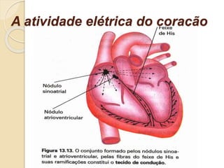 A atividade elétrica do coração
 