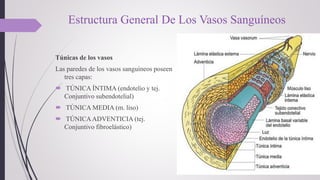 Sistema cardiovascular histologia | PPTX