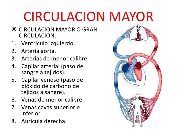 Sistema cardiovascular ii
