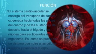 FUNCIÓN
•El sistema cardiovascular se
encarga del transporte de sangre
oxigenada hacia todas las partes
del cuerpo y de las sustancias de
desecho hacia el hígado y los
riñones para ser liberadas del
organismo. Es, como se puede ver,
un sistema que nutre a las células
y tejidos y purifica el cuerpo.
 