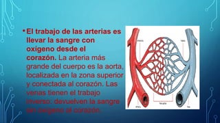 •El trabajo de las arterias es
llevar la sangre con
oxígeno desde el
corazón. La arteria más
grande del cuerpo es la aorta,
localizada en la zona superior
y conectada al corazón. Las
venas tienen el trabajo
inverso: devuelven la sangre
sin oxígeno al corazón.
 