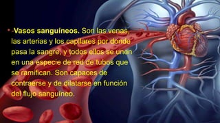 •-Vasos sanguíneos. Son las venas,
las arterias y los capilares por donde
pasa la sangre, y todos ellos se unen
en una especie de red de tubos que
se ramifican. Son capaces de
contraerse y de dilatarse en función
del flujo sanguíneo.
 