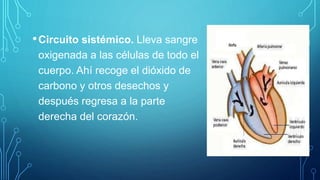 •Circuito sistémico. Lleva sangre
oxigenada a las células de todo el
cuerpo. Ahí recoge el dióxido de
carbono y otros desechos y
después regresa a la parte
derecha del corazón.
 