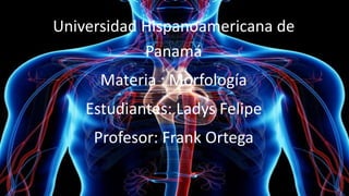 Universidad Hispanoamericana de
Panamá
Materia : Morfología
Estudiantes: Ladys Felipe
Profesor: Frank Ortega
 