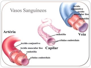 Vasos Sanguíneos
 