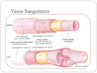 Vasos Sanguíneos
 
