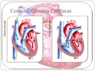 Sístole Auricular




Sístole Ventricular
                      Coração: Câmaras Cardíacas
 