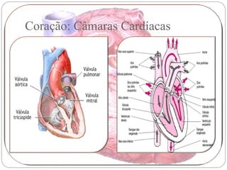 Coração: Câmaras Cardíacas
 