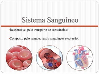 Sistema Sanguíneo
•Responsável pelo transporte de substâncias;


•Composto pelo sangue, vasos sanguíneos e coração;
 