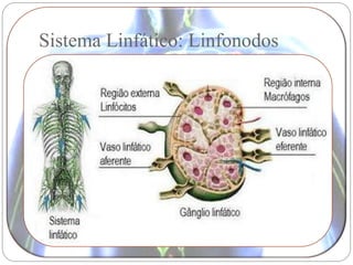 Sistema Linfático: Linfonodos
 
