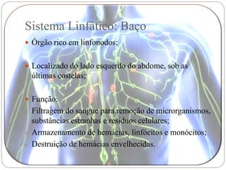 Sistema Linfático: Baço
 Órgão rico em linfonodos;


 Localizado do lado esquerdo do abdome, sob as
 últimas costelas;

 Função:
- Filtragem do sangue para remoção de microrganismos,
  substâncias estranhas e resíduos celulares;
- Armazenamento de hemácias, linfócitos e monócitos;
- Destruição de hemácias envelhecidas.
 