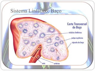 Sistema Linfático: Baço
 