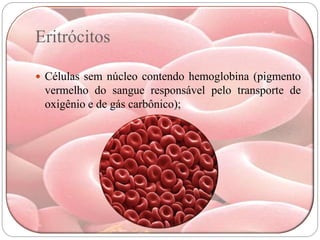 Eritrócitos

 Células sem núcleo contendo hemoglobina (pigmento
 vermelho do sangue responsável pelo transporte de
 oxigênio e de gás carbônico);
 