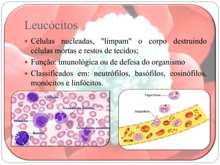 Leucócitos
 Células nucleadas, "limpam" o corpo destruindo
  células mortas e restos de tecidos;
 Função: imunológica ou de defesa do organismo
 Classificados em: neutrófilos, basófilos, eosinófilos,
  monócitos e linfócitos.
 