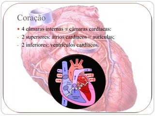 Coração
 4 câmaras internas = câmaras cardíacas:
- 2 superiores: átrios cardíacos = aurículas;
- 2 inferiores: ventrículos cardíacos.
 