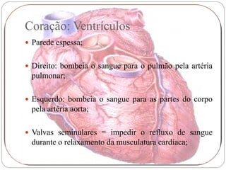 Coração: Ventrículos
 Parede espessa;


 Direito: bombeia o sangue para o pulmão pela artéria
 pulmonar;

 Esquerdo: bombeia o sangue para as partes do corpo
 pela artéria aorta;

 Valvas seminulares = impedir o refluxo de sangue
 durante o relaxamento da musculatura cardíaca;
 