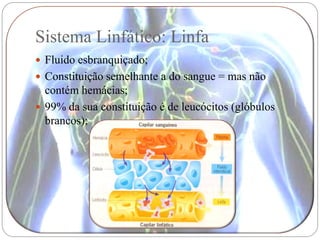 Sistema Linfático: Linfa
 Fluido esbranquiçado;
 Constituição semelhante a do sangue = mas não
  contém hemácias;
 99% da sua constituição é de leucócitos (glóbulos
  brancos);
 