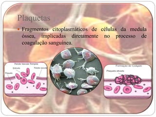 Plaquetas
 Fragmentos citoplasmáticos de células da medula
 óssea, implicadas diretamente   no   processo   de
 coagulação sanguínea.
 