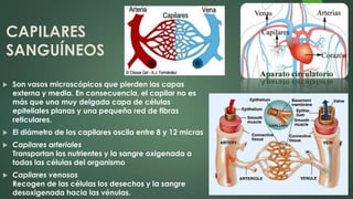 CAPILARES
SANGUÍNEOS
 Son vasos microscópicos que pierden las capas
externa y media. En consecuencia, el capilar no es
más que una muy delgada capa de células
epiteliales planas y una pequeña red de fibras
reticulares.
 El diámetro de los capilares oscila entre 8 y 12 micras
 Capilares arteriales
Transportan los nutrientes y la sangre oxigenada a
todas las células del organismo
 Capilares venosos
Recogen de las células los desechos y la sangre
desoxigenada hacia las vénulas.
 