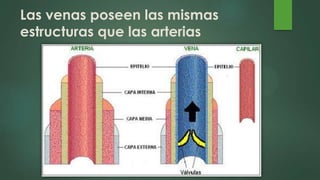 Las venas poseen las mismas
estructuras que las arterias
 