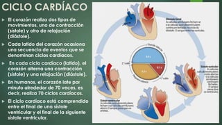 CICLO CARDÍACO
 El corazón realiza dos tipos de
movimientos, uno de contracción
(sístole) y otro de relajación
(diástole).
 Cada latido del corazón ocasiona
una secuencia de eventos que se
denominan ciclos cardíacos.
 En cada ciclo cardíaco (latido), el
corazón alterna una contracción
(sístole) y una relajación (diástole).
 En humanos, el corazón late por
minuto alrededor de 70 veces, es
decir, realiza 70 ciclos cardíacos.
 El ciclo cardíaco está comprendido
entre el final de una sístole
ventricular y el final de la siguiente
sístole ventricular.
 