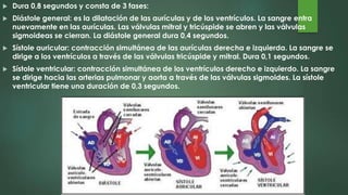  Dura 0,8 segundos y consta de 3 fases:
 Diástole general: es la dilatación de las aurículas y de los ventrículos. La sangre entra
nuevamente en las aurículas. Las válvulas mitral y tricúspide se abren y las válvulas
sigmoideas se cierran. La diástole general dura 0,4 segundos.
 Sístole auricular: contracción simultánea de las aurículas derecha e izquierda. La sangre se
dirige a los ventrículos a través de las válvulas tricúspide y mitral. Dura 0,1 segundos.
 Sístole ventricular: contracción simultánea de los ventrículos derecho e izquierdo. La sangre
se dirige hacia las arterias pulmonar y aorta a través de las válvulas sigmoides. La sístole
ventricular tiene una duración de 0,3 segundos.
 