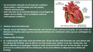  -Nódulo auriculoventricular:
 situado cerca del tabique interauricular, por encima de la válvula tricúspide. En este nodo se
demora el impulso para que las aurículas terminen de contraerse antes que se contraigan los
ventrículos.
 -Sistema Hiss-Purkinje:
 es continuación del nodo auriculoventricular. El haz de Hiss está formado por una densa red
de células de Purkinje, que se bifurca en dos ramas que rodean a los dos ventrículos. Las
ondas eléctricas se propagan desde el nodo auriculoventricular por el haz de Hiss, lo que
provoca la contracción de los ventrículos. En la zona inferior se disponen las células de
Purkinje.
• Se encuentra ubicado en el músculo cardíaco
(miocardio) y está formado por tres partes:
• -Nódulo sinoauricular:
• está ubicado en la aurícula derecha y es el lugar de
origen de los latidos. Se lo considera como el
marcapasos cardíaco.
 