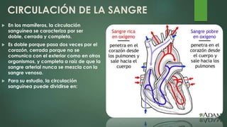 CIRCULACIÓN DE LA SANGRE
 En los mamíferos, la circulación
sanguínea se caracteriza por ser
doble, cerrada y completa.
 Es doble porque pasa dos veces por el
corazón, cerrada porque no se
comunica con el exterior como en otros
organismos, y completa a raíz de que la
sangre arterial nunca se mezcla con la
sangre venosa.
 Para su estudio, la circulación
sanguínea puede dividirse en:
 