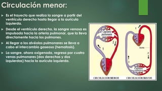 Circulación menor:
 Es el trayecto que realiza la sangre a partir del
ventrículo derecho hasta llegar a la aurícula
izquierda.
 Desde el ventrículo derecho, la sangre venosa es
impulsada hacia la arteria pulmonar, que la lleva
directamente hacia los pulmones.
 Al llegar a los alvéolos pulmonares se lleva a
cabo el intercambio gaseoso (hematosis).
 La sangre, ahora oxigenada, regresa por cuatro
venas pulmonares (dos derechas y dos
izquierdas) hacia la aurícula izquierda.
 
