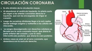 CIRCULACIÓN CORONARIA
 Es otra división de la circulación mayor.
 Al abandonar el ventrículo izquierdo, la arteria aorta
da origen a las arterias coronarias derecha e
izquierda, que son las encargadas de irrigar al
corazón.
 Luego de sucesivas divisiones llega a la red capilar
donde entrega oxígeno y nutrientes a las células del
miocardio.
 La sangre desoxigenada con desechos celulares es
llevada por la vena coronaria mayor, que drena la
parte anterior del corazón, y por la vena
interventricular posterior, que drena la cara posterior.
 Ambos vasos se unen en el seno coronario, que
desemboca en la aurícula derecha.
 
