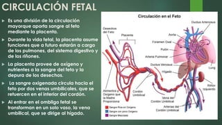 CIRCULACIÓN FETAL
 Es una división de la circulación
mayorque aporta sangre al feto
mediante la placenta.
 Durante la vida fetal, la placenta asume
funciones que a futuro estarán a cargo
de los pulmones, del sistema digestivo y
de los riñones.
 La placenta provee de oxígeno y
nutrientes a la sangre del feto y la
depura de los desechos.
 La sangre oxigenada circula hacia el
feto por dos venas umbilicales, que se
retuercen en el interior del cordón.
 Al entrar en el ombligo fetal se
transforman en un solo vaso, la vena
umbilical, que se dirige al hígado.
 