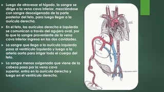  Luego de atravesar el hígado, la sangre se
dirige a la vena cava inferior, mezclándose
con sangre desoxigenada de la parte
posterior del feto, para luego llegar a la
aurícula derecha.
 En el feto, las aurículas derecha e izquierda
se comunican a través del agujero oval, por
lo que la sangre proveniente de la vena
cava inferior ingresa en las dos cavidades.
 La sangre que llega a la aurícula izquierda
pasa al ventrículo izquierdo y luego a la
arteria aorta para irrigar todo el cuerpo del
feto.
 La sangre menos oxigenada que viene de la
cabeza pasa por la vena cava
superior, entra en la aurícula derecha y
luego en el ventrículo derecho.
 