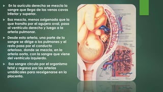  En la aurícula derecha se mezcla la
sangre que llega de las venas cavas
inferior y superior.
 Esa mezcla, menos oxigenada que la
que transita por el agujero oval, pasa
al ventrículo derecho y luego a la
arteria pulmonar.
 Desde esta arteria, una parte de la
sangre se dirige a los pulmones y el
resto pasa por el conducto
arterioso, donde se mezcla, en la
arteria aorta, con la sangre que viene
del ventrículo izquierdo.
 Esa sangre circula por el organismo
fetal y regresa por las arterias
umbilicales para reoxigenarse en la
placenta.
 