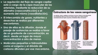  La regulación del flujo de sangre capilar
está a cargo de la capa muscular de las
arteriolas, mediante la reducción de su
diámetro (vasoconstricción) o el
aumento del mismo (vasodilatación).
 El intercambio de gases, nutrientes y
desechos se realiza por diferentes
mecanismos.
 Uno de ellos es la difusión, donde el
pasaje de sustancias se realiza a favor
de un gradiente de concentración, es
decir, desde un lugar de mayor
concentración a otro de menor.
 Moléculas pequeñas e hidrosolubles
como el oxígeno y el dióxido de
carbono difunden por ese mecanismo.
 