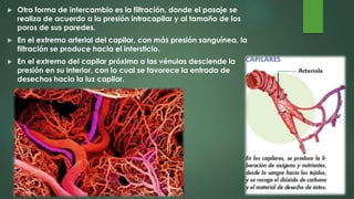  Otra forma de intercambio es la filtración, donde el pasaje se
realiza de acuerdo a la presión intracapilar y al tamaño de los
poros de sus paredes.
 En el extremo arterial del capilar, con más presión sanguínea, la
filtración se produce hacia el intersticio.
 En el extremo del capilar próximo a las vénulas desciende la
presión en su interior, con lo cual se favorece la entrada de
desechos hacia la luz capilar.
 