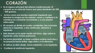 CORAZÓN
 Es el órgano principal del sistema cardiovascular. El
corazón es un músculo hueco que pesa alrededor de 250
- 300 gramos.
 Actúa como una bomba aspirante impelente que
impulsar la sangre por las arterias, venas y capilares y la
mantiene en constante movimiento y a una presión
adecuada.
 El corazón se divide en cuatro cavidades: dos aurículas,
derecha e izquierda, y dos ventrículos, derecho e
izquierdo.
 Está situado en la parte media del tórax, algo sobre la
izquierda, entre ambos pulmones.
 De forma piramidal, su base contiene ambas aurículas y
se proyecta hacia arriba, algo atrás y a la derecha.
 El vértice se sitúa abajo, hacia adelante y a la izquierda.
 Contiene al ventrículo izquierdo.
 