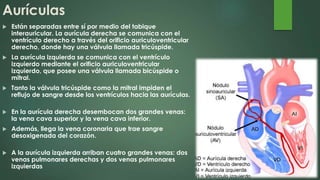 Aurículas
 Están separadas entre sí por medio del tabique
interauricular. La aurícula derecha se comunica con el
ventrículo derecho a través del orificio auriculoventricular
derecho, donde hay una válvula llamada tricúspide.
 La aurícula izquierda se comunica con el ventrículo
izquierdo mediante el orificio auriculoventricular
izquierdo, que posee una válvula llamada bicúspide o
mitral.
 Tanto la válvula tricúspide como la mitral impiden el
reflujo de sangre desde los ventrículos hacia las aurículas.
 En la aurícula derecha desembocan dos grandes venas:
la vena cava superior y la vena cava inferior.
 Además, llega la vena coronaria que trae sangre
desoxigenada del corazón.
 A la aurícula izquierda arriban cuatro grandes venas: dos
venas pulmonares derechas y dos venas pulmonares
izquierdas
 