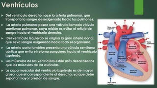Ventrículos
 Del ventrículo derecho nace la arteria pulmonar, que
transporta la sangre desoxigenada hacia los pulmones.
 La arteria pulmonar posee una válvula llamada válvula
semilunar pulmonar, cuya misión es evitar el reflujo de
sangre hacia el ventrículo derecho.
 Del ventrículo izquierdo se origina la gran arteria aorta,
que lleva sangre oxigenada hacia todo el organismo.
 La arteria aorta también presenta una válvula semilunar
aórtica que evita el retorno sanguíneo hacia el ventrículo
izquierdo.
 Los músculos de los ventrículos están más desarrollados
que los músculos de las aurículas.
 La capa muscular del ventrículo izquierdo es de mayor
grosor que el correspondiente al derecho, ya que debe
soportar mayor presión de sangre.
 
