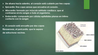  De afuera hacia adentro, el corazón está cubierto por tres capas:
 Epicardio: fina capa serosa que envuelve al corazón.
 Miocardio: formado por músculo estriado cardíaco, que al
contraerse envía sangre a todo el organismo.
 Endocardio: compuesto por células epiteliales planas en íntimo
contacto con la sangre
 El corazón está envuelto por dos capas
fibroserosas, el pericardio, que lo separa
de estructuras vecinas.
 
