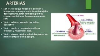 ARTERIAS
 Son los vasos que nacen del corazón y
transportan la sangre hacia todos los tejidos
del organismo. Están formadas por tres
capas concéntricas. De afuera a adentro
son:
 Túnica externa: formada por tejido
conectivo.
 Túnica media: compuesta por fibras
elásticas y musculares lisas.
 Túnica interna: células epiteliales planas en
íntimo contacto con la sangre.
 