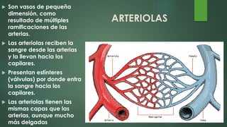 ARTERIOLAS
 Son vasos de pequeña
dimensión, como
resultado de múltiples
ramificaciones de las
arterias.
 Las arteriolas reciben la
sangre desde las arterias
y la llevan hacia los
capilares.
 Presentan esfínteres
(válvulas) por donde entra
la sangre hacia los
capilares.
 Las arteriolas tienen las
mismas capas que las
arterias, aunque mucho
más delgadas
 