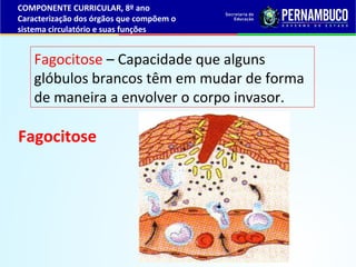 Fagocitose
COMPONENTE CURRICULAR, 8º ano
Caracterização dos órgãos que compõem o
sistema circulatório e suas funções
Fagoc...