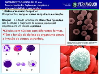 1-Sistema Vascular Sanguíneo
Componentes: sangue; vasos sanguíneos e coração.
Sangue - é o fluido formado por elementos fi...