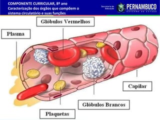COMPONENTE CURRICULAR, 8º ano
Caracterização dos órgãos que compõem o
sistema circulatório e suas funções
 