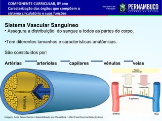 Sistema Vascular Sanguíneo
• Assegura a distribuição do sangue a todos as partes do corpo.
•Tem diferentes tamanhos e cara...