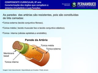 •Túnica externa (tecido conjuntivo fibroso).
•Túnica média ( tecido muscular liso e tecido conjuntivo elástico).
•Túnica interna (células epiteliais,o endotélio).
As paredes das artérias são resistentes, pois são constituídas
de três camadas:
COMPONENTE CURRICULAR, 8º ano
Caracterização dos órgãos que compõem o
sistema circulatório e suas funções.
Imagem: Autor desconhecido / disponibilizado por Arcadian / Public domain.
Parede da Artéria
Túnica externa
Túnica média
Túnica interna
Membrana
basal
 